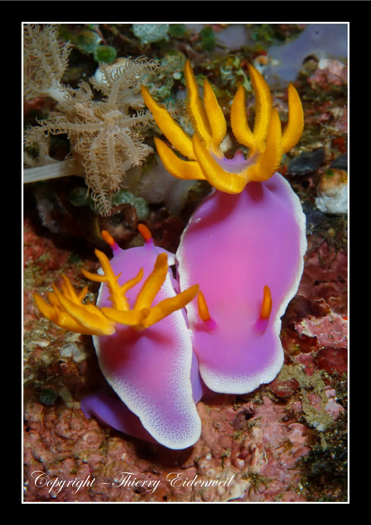 Anilao Macro Dive Media Highlight